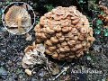 Desarmillaria tabescens-amf259